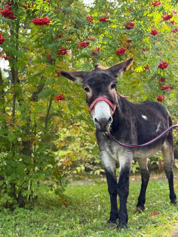 В зоопарке Великого Устюга появился боевой ослик