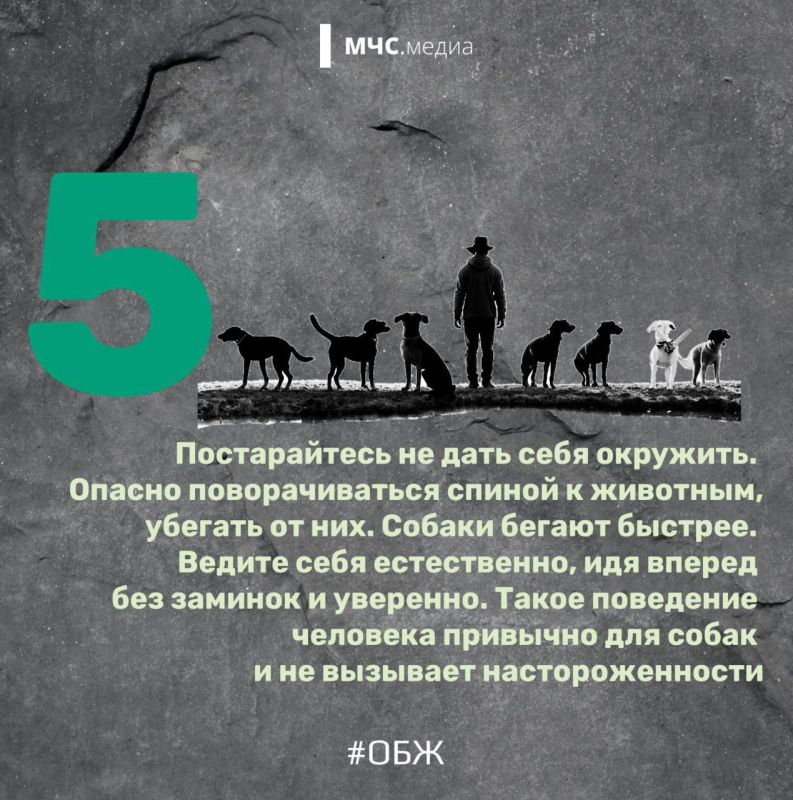 Когда собака — враг человека Когда собака — враг человека