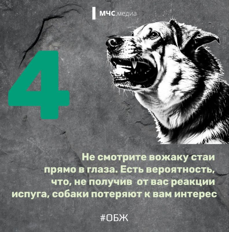 Когда собака — враг человека Когда собака — враг человека