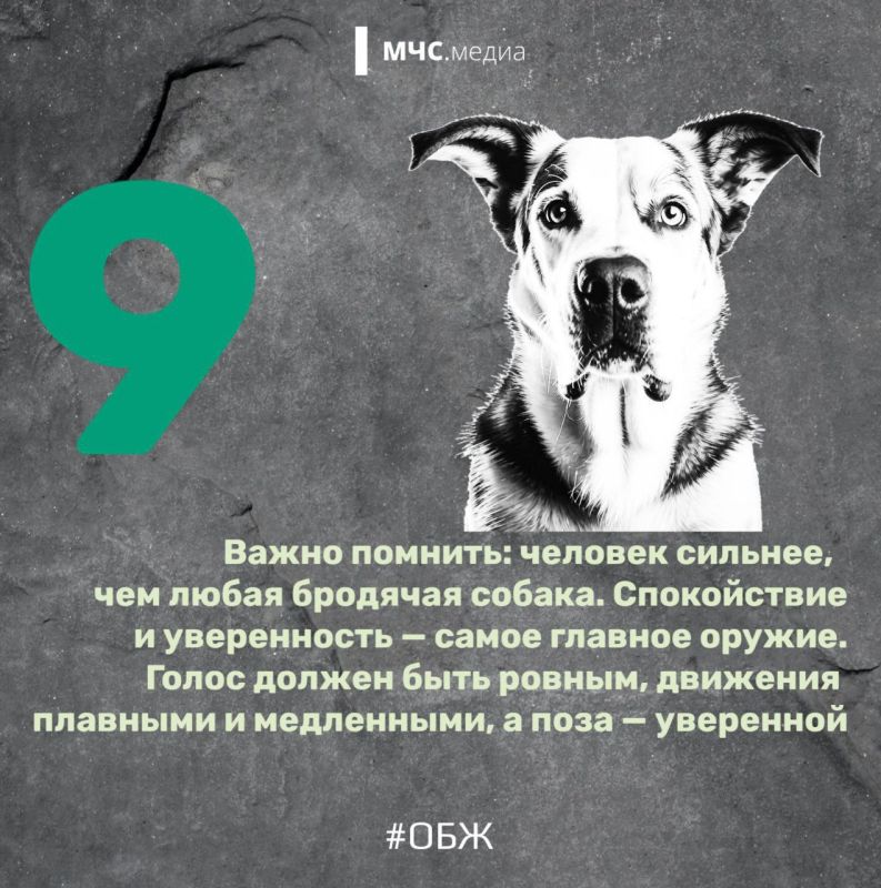 Когда собака — враг человека Когда собака — враг человека