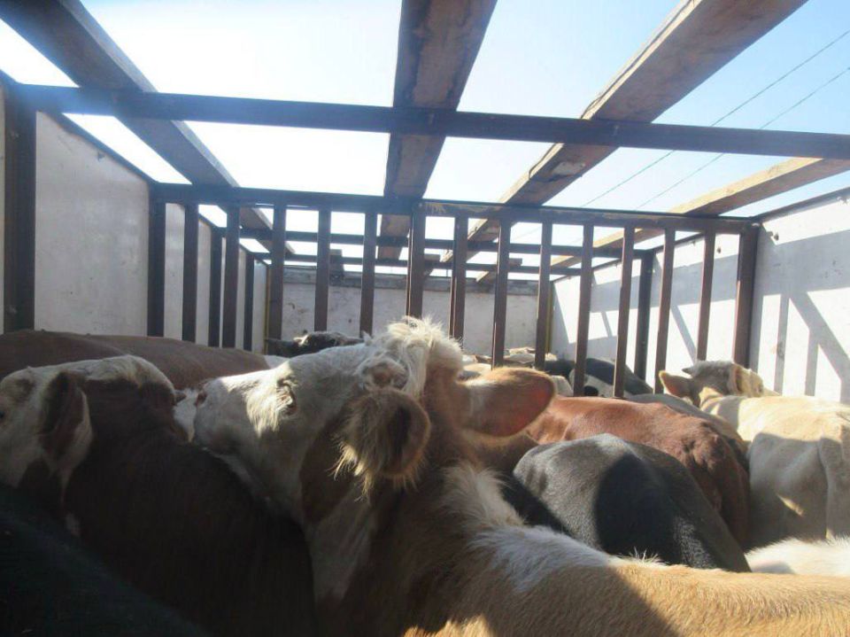 Власти не разрешили двадцати семи коровам из Херсонской области попасть в Крым