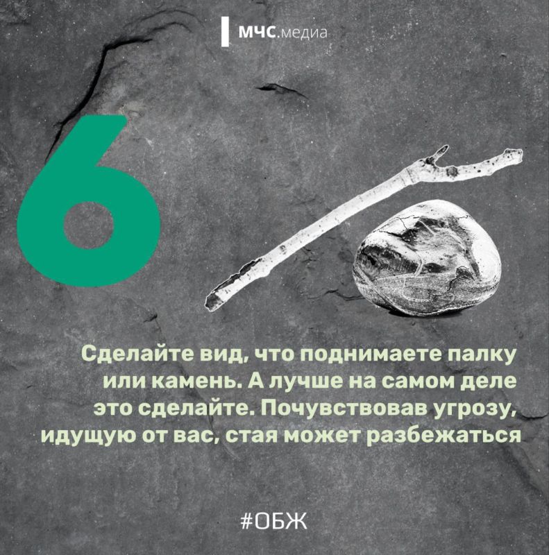 Когда собака — враг человека Когда собака — враг человека