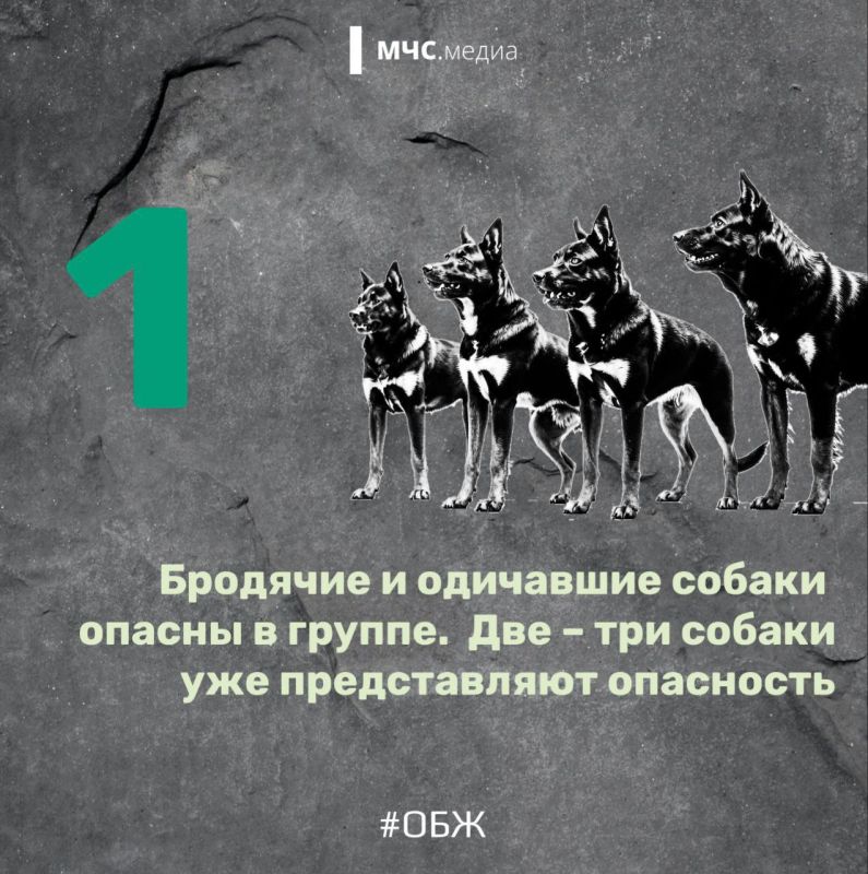 Когда собака — враг человека Когда собака — враг человека