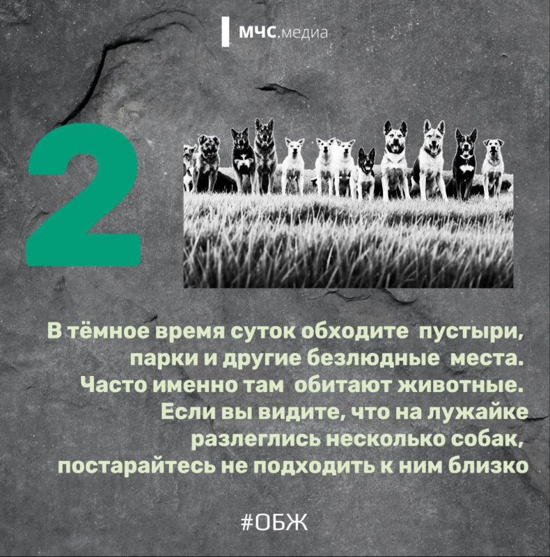 Когда собака — враг человека Когда собака — враг человека