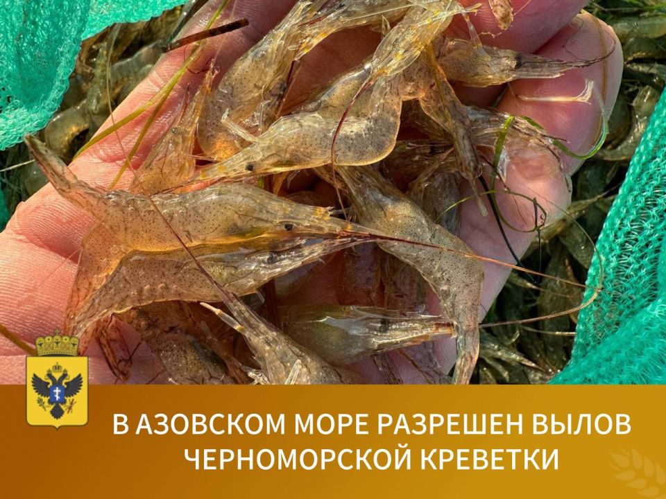 Салификация Азовского моря – путь к богатому улову креветки