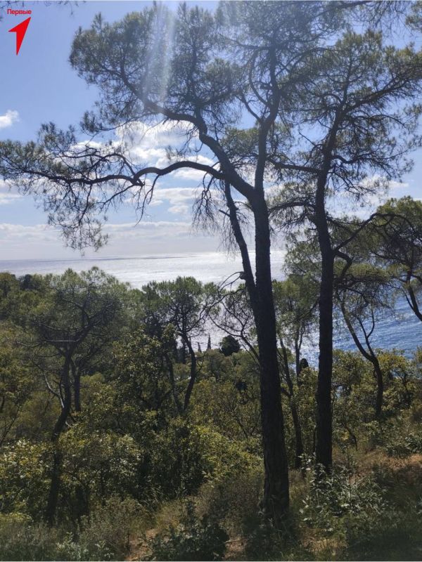 Активистка Движения Первых отправилась в Артек Активистка Движения Первых отправилась в Артек