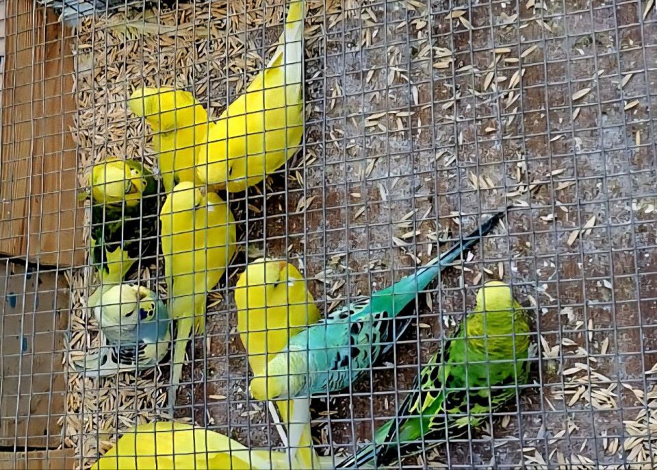 ������� �� ����������� ���������� ������� � 52 ��������� ����������� ���������� ��������!