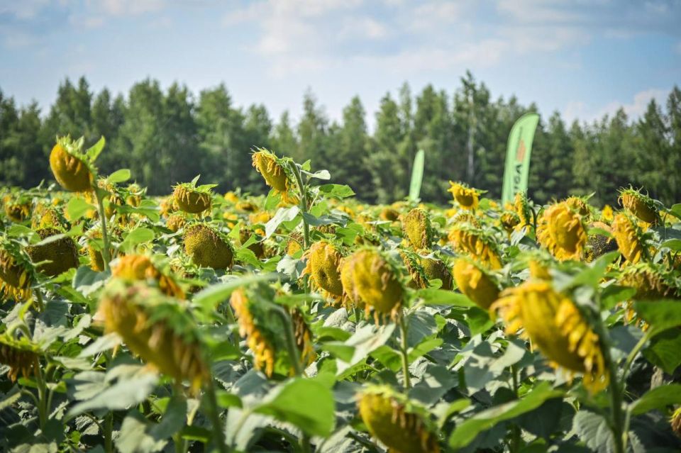 В Херсонской области продолжается уборочная кампания