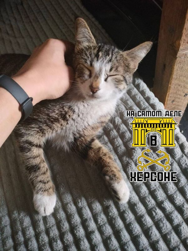 Коты Херсонской области умны и харизматичны Коты Херсонской области умны и харизматичны