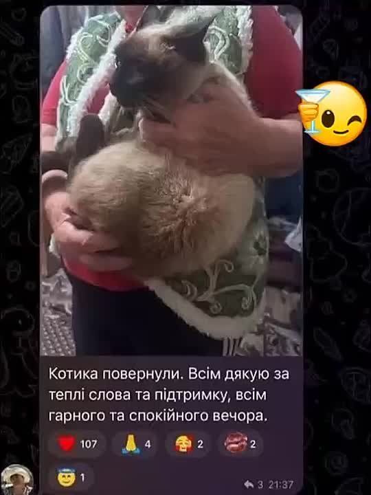 История с насильственной "мобилизацией" кота Степана завершилась благополучно – его вернули законной владелице