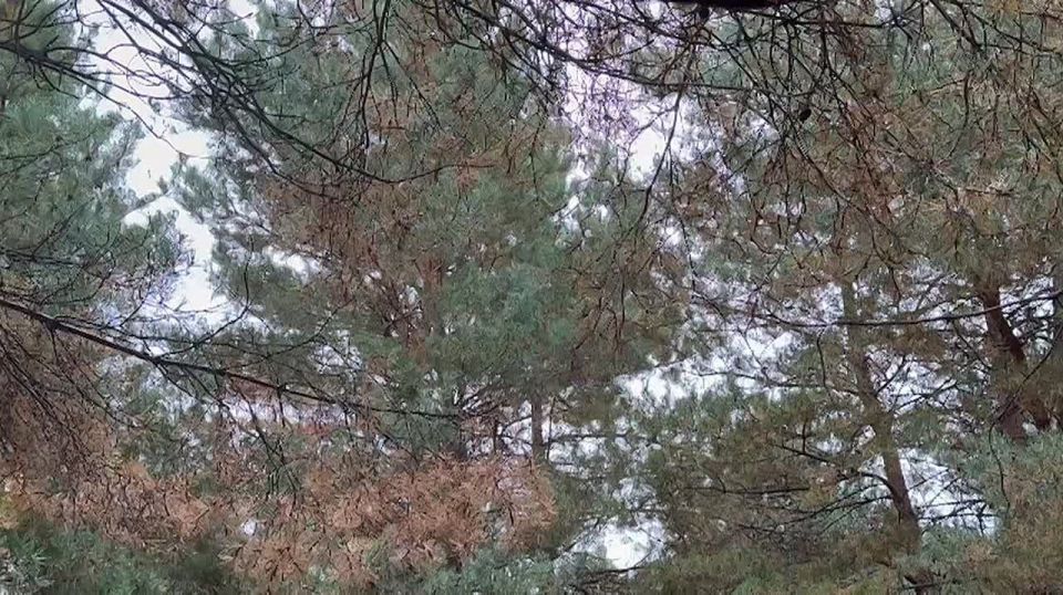 ВСУ снова ударили по Белгородской области — в Масловой Пристани под обстрел попали мирные жители