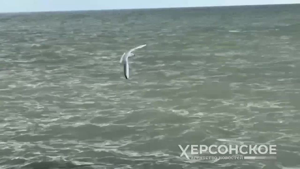 Сегодня отмечается День мигрирующих птиц