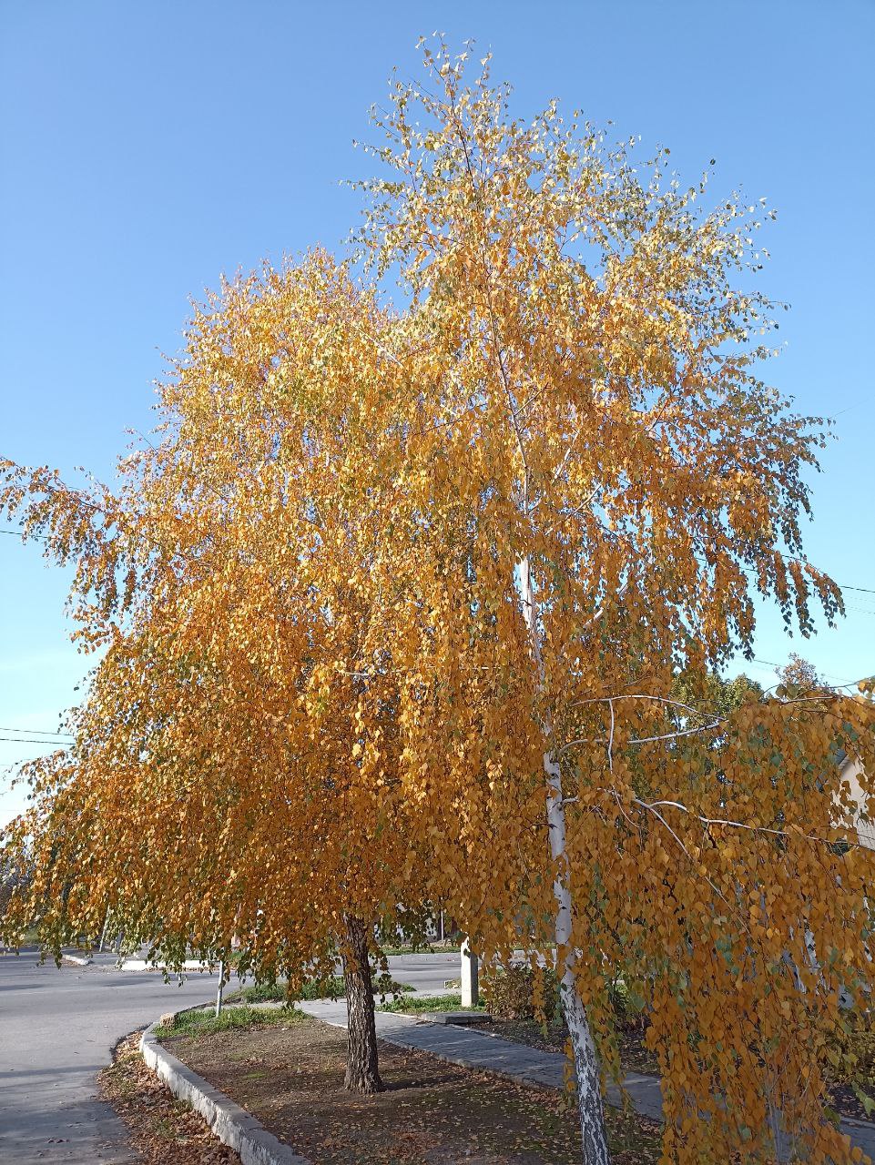 Осень - время ярких красок Осень - время ярких красок