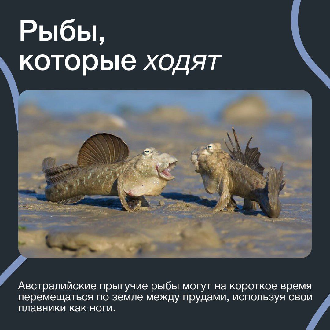 Мир не просто удивителен — он буквально ломает наши представления о возможном Мир не просто удивителен — он буквально ломает наши представления о возможном
