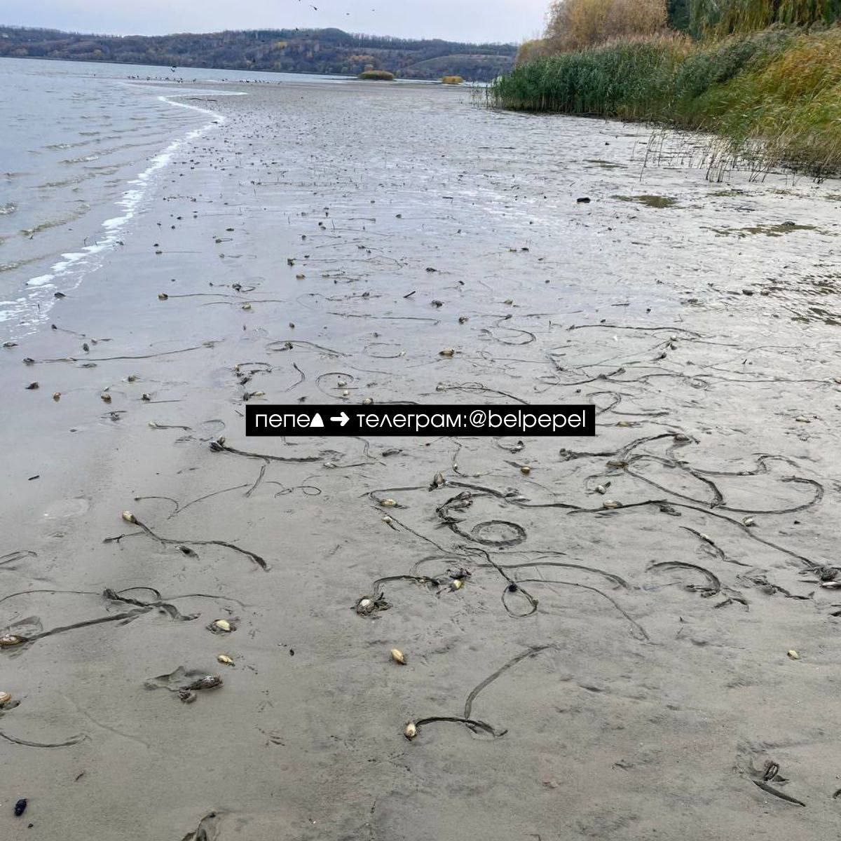 Дамбу Белгородского водохранилища прорвало после нового украинского удара, пишут местные паблики Дамбу Белгородского водохранилища прорвало после нового украинского удара, пишут местные паблики