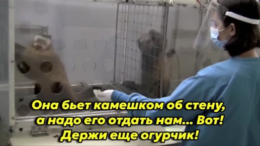 «Обезьяны отвергают неравную оплату труда», исследование 2003 года, в котором один испытуемый был вознагражден огурцом, а другой — гораздо более желанным виноградом (за одну и ту же работу)