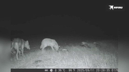 Семейство волков попалось на фотоловушку в Херсонской области