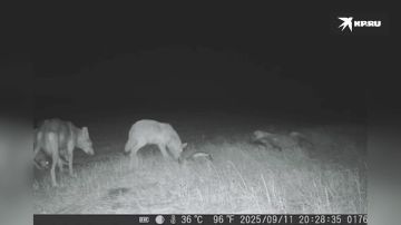 Семейство волков попалось на фотоловушку в Херсонской области