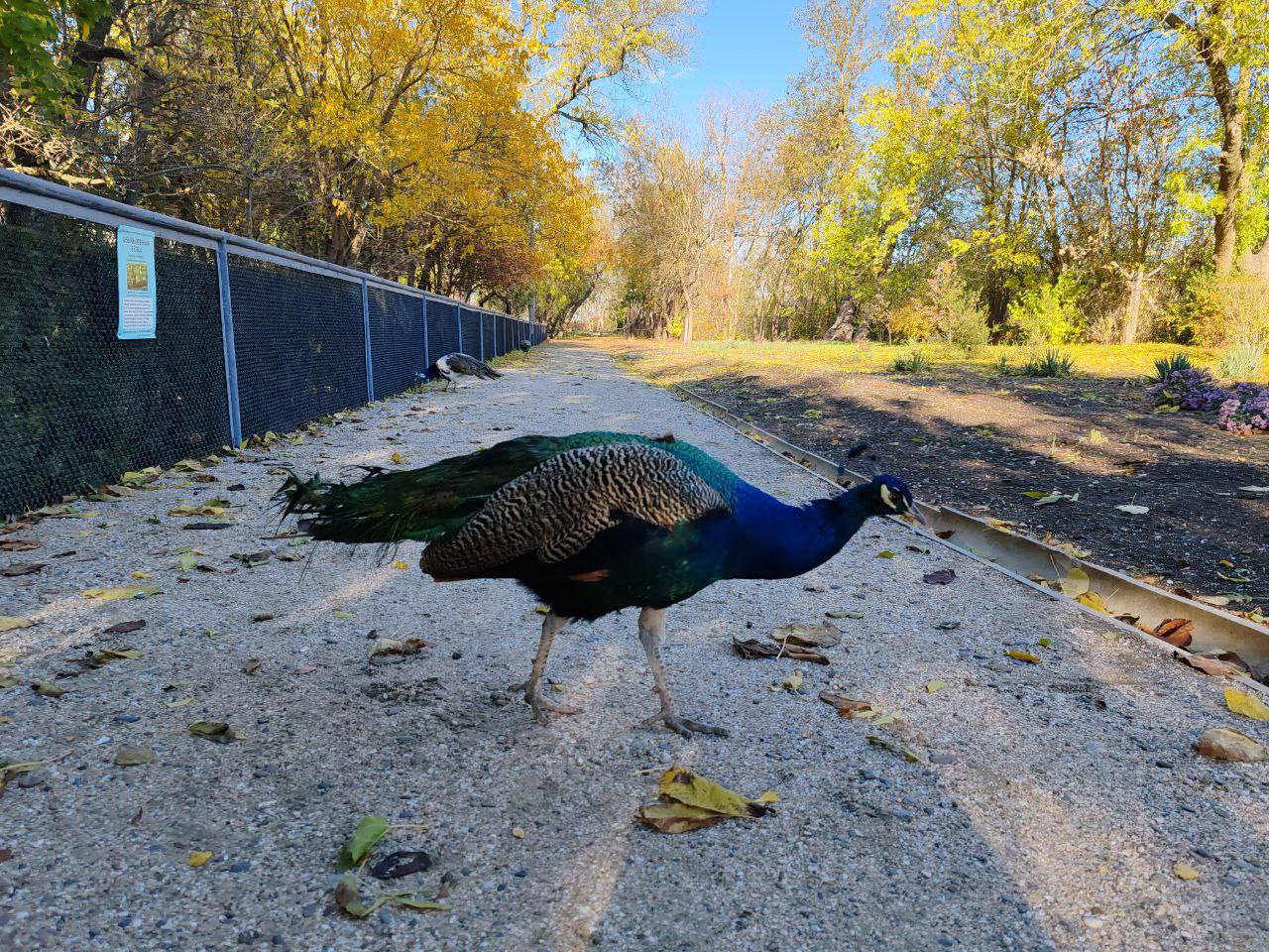 В самом сердце нашей любимой Херсонской степи раскинулся удивительный уголок дикой природы — заповедник «Аскания-Нова» В самом сердце нашей любимой Херсонской степи раскинулся удивительный уголок дикой природы — заповедник «Аскания-Нова»