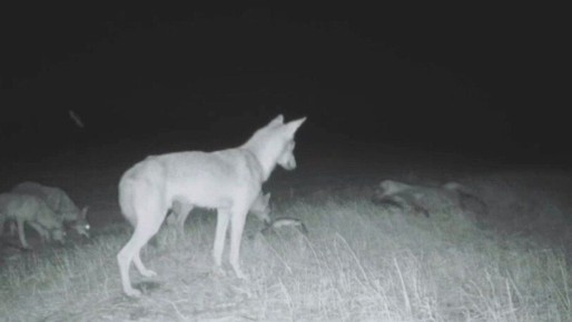 В Херсонской области в кадр фотоловушки попало семейство волков