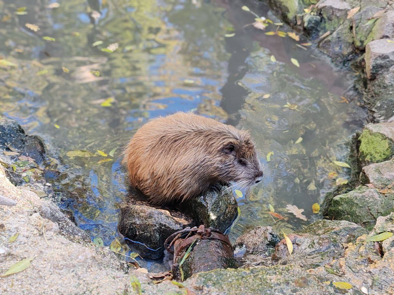 В самом сердце нашей любимой Херсонской степи раскинулся удивительный уголок дикой природы — заповедник «Аскания-Нова»