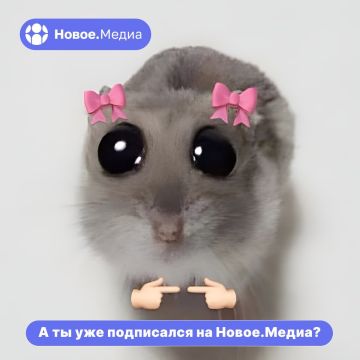 Вы знаете, что вас очень ждут? Подпишитесь на Новое.Медиа в Херсонщине — специально для вас здесь собрали все самые важные новости, интересные комментарии и честные истории