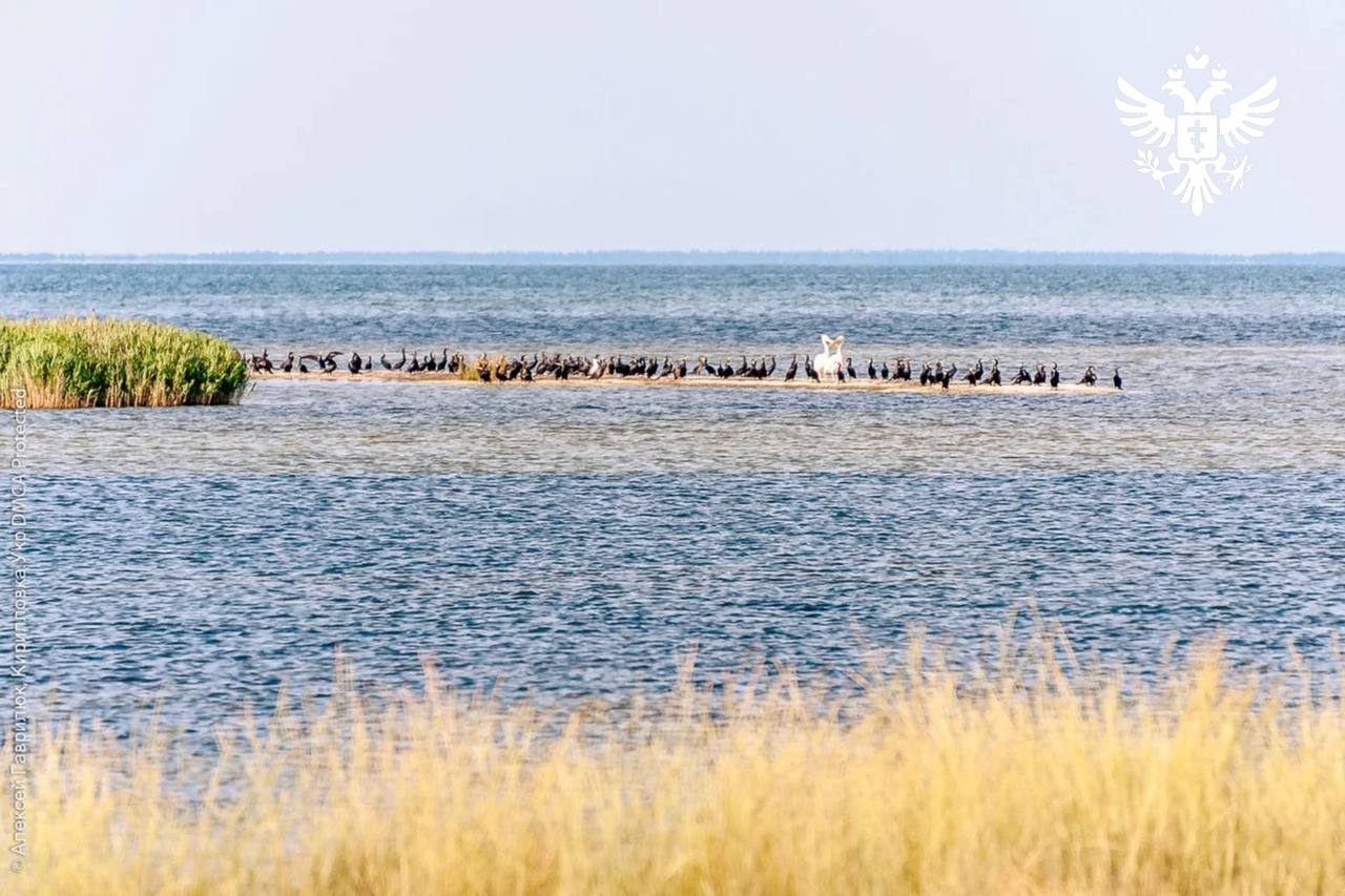 Черноморский заповедник усилил безопасность с помощью детектора дронов