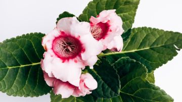 Ленивый цветовод. Эксперт назвал самые неприхотливые комнатные растения