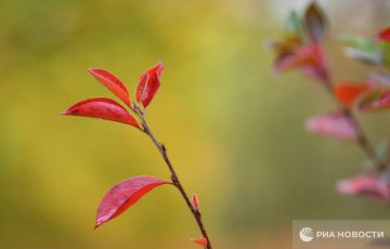 Погода на новых территориях России