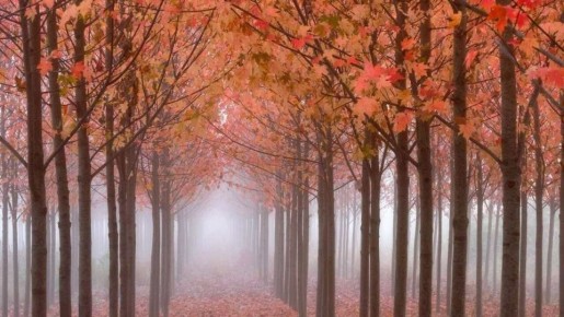 Играла скрипка на вокзале, В футляр бросали кто что мог. Играл старик, был он в печали, С ним пес голодный спал у ног