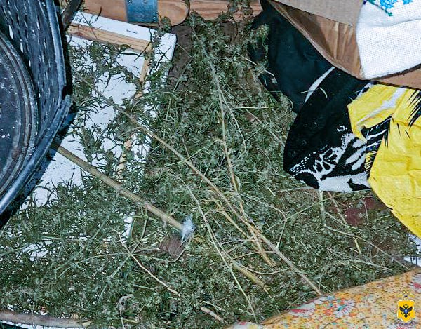Полицейские изъяли 400 граммов растительного наркотика у жителя села Костогрызово Полицейские изъяли 400 граммов растительного наркотика у жителя села Костогрызово