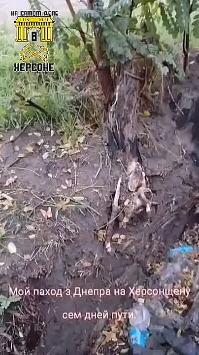 Парень из Херсона дезертировал из ВСУ и пешком, по грязи и под дождем, возвращается домой, на Родину