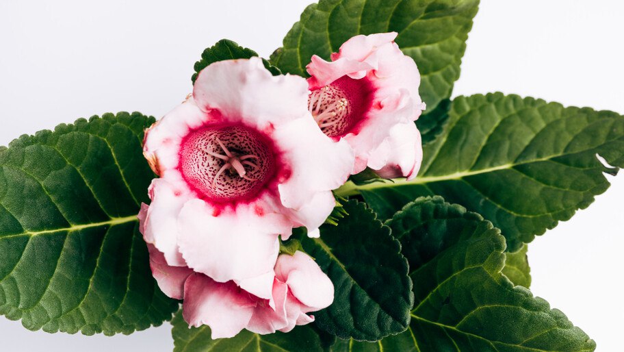 Ленивый цветовод. Эксперт назвал самые неприхотливые комнатные растения