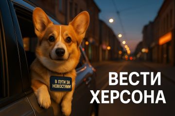Новости, которые ищут даже корги