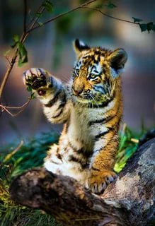 Сегодня, 30 октября, мы отмечаем Всемирный день защиты прав животных Сегодня, 30 октября, мы отмечаем Всемирный день защиты прав животных