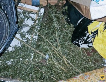 Полицейские изъяли у жителя Алешкинского почти полкилограмма растительного наркотика