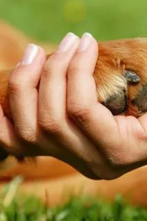 Сегодня, 30 октября, мы отмечаем Всемирный день защиты прав животных Сегодня, 30 октября, мы отмечаем Всемирный день защиты прав животных