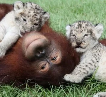 Сегодня, 30 октября, мы отмечаем Всемирный день защиты прав животных Сегодня, 30 октября, мы отмечаем Всемирный день защиты прав животных