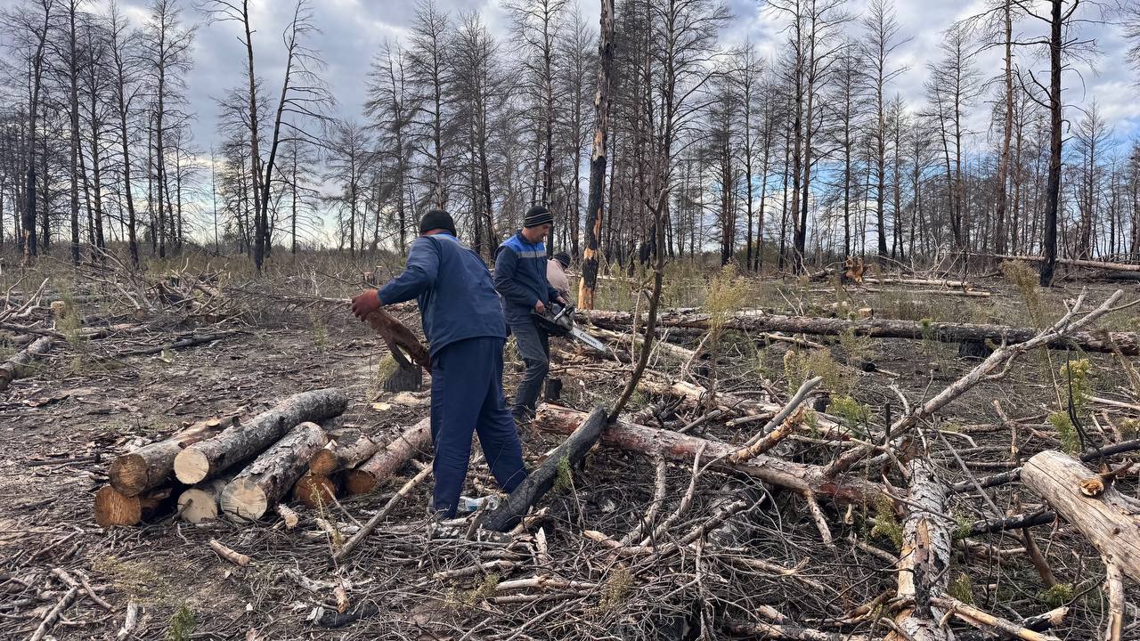 В лесных массивах провели ревизию санитарных рубок В лесных массивах провели ревизию санитарных рубок