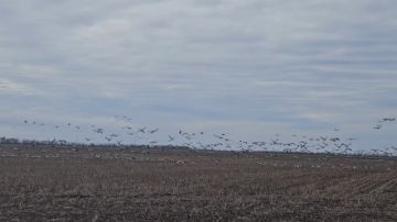 Павел Тропкин: Вот такое количество журавлей можно наблюдать на Каховских полях