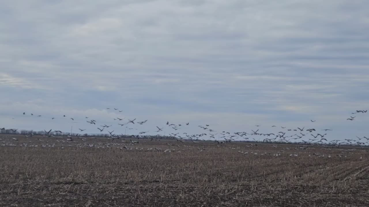 Павел Тропкин: Вот такое количество журавлей можно наблюдать на Каховских полях