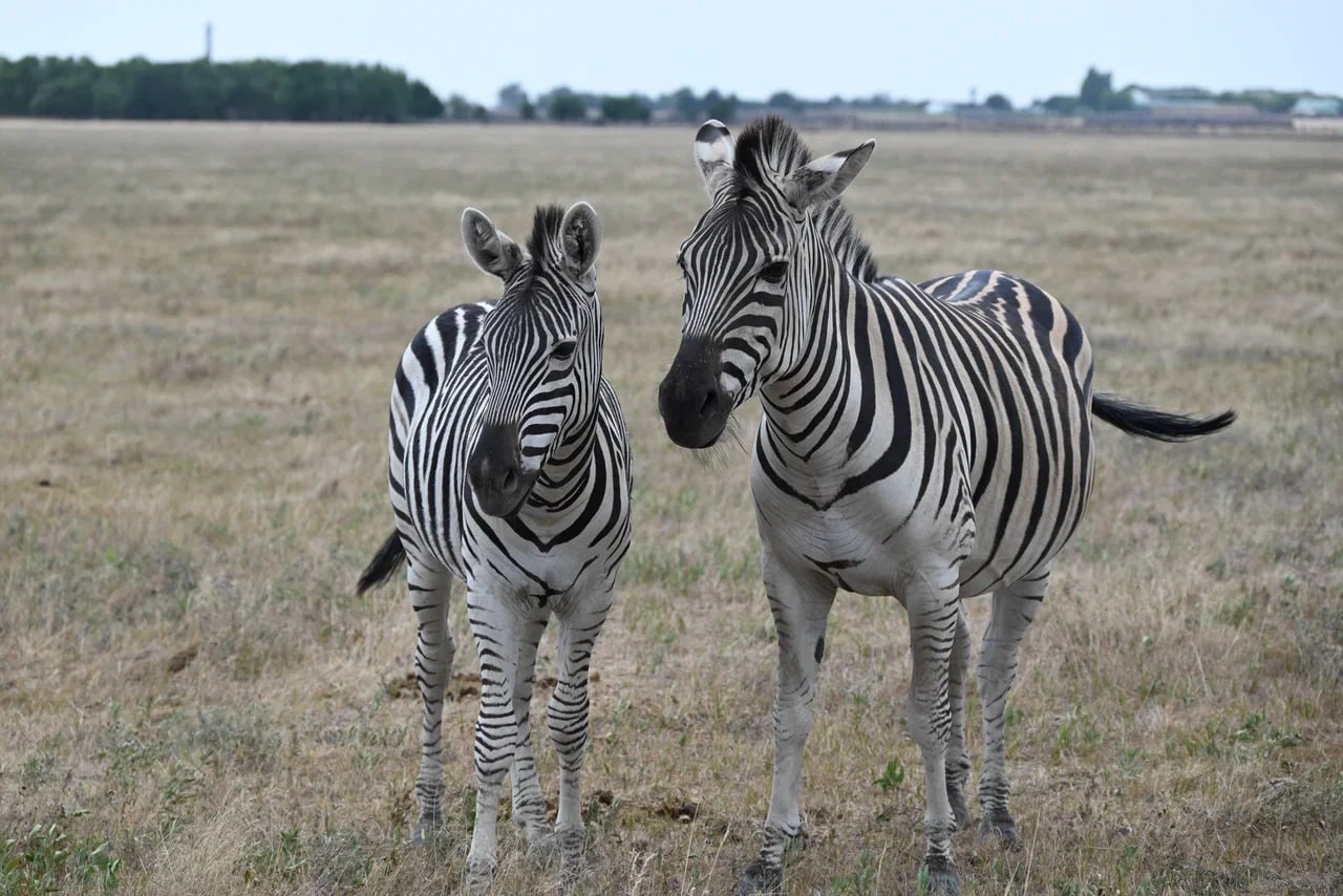 Аскания-Нова — уникальная степная жемчужина Аскания-Нова — уникальная степная жемчужина