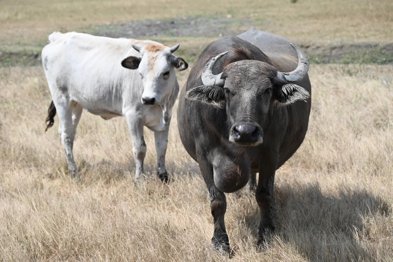 Аскания-Нова — уникальная степная жемчужина