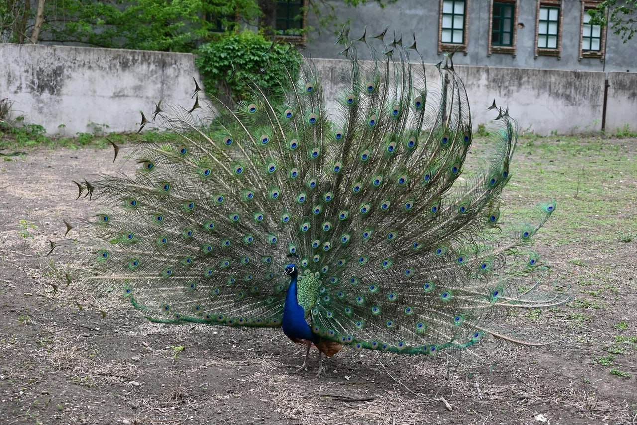 Аскания-Нова — уникальная степная жемчужина Аскания-Нова — уникальная степная жемчужина