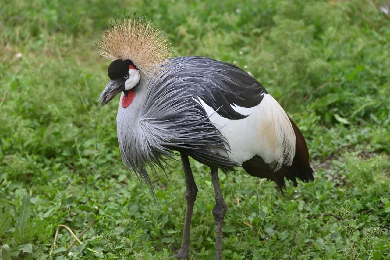Аскания-Нова — уникальная степная жемчужина Аскания-Нова — уникальная степная жемчужина