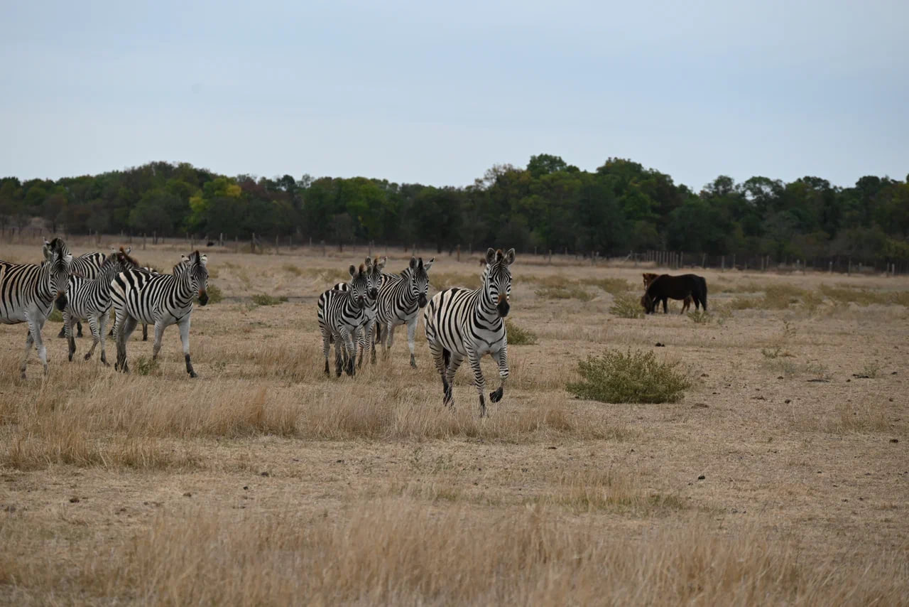 Аскания-Нова — уникальная степная жемчужина Аскания-Нова — уникальная степная жемчужина