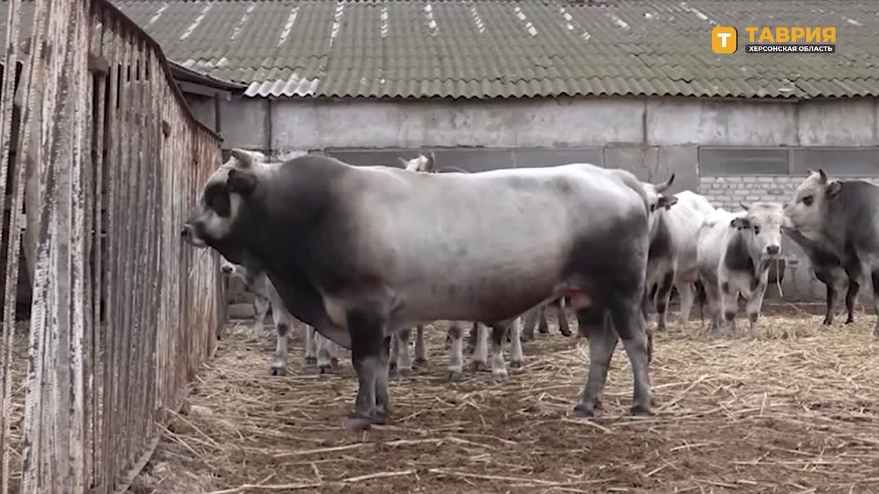 Господдержка животноводства стала толчком для роста производства в Херсонской области, заявила Алиме Зарединова