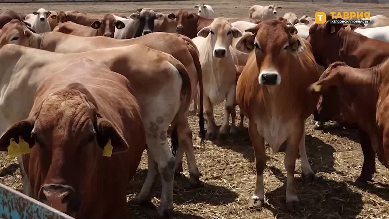 Дойное стадо коров в хозяйстве "Асканийское" включает 580 голов