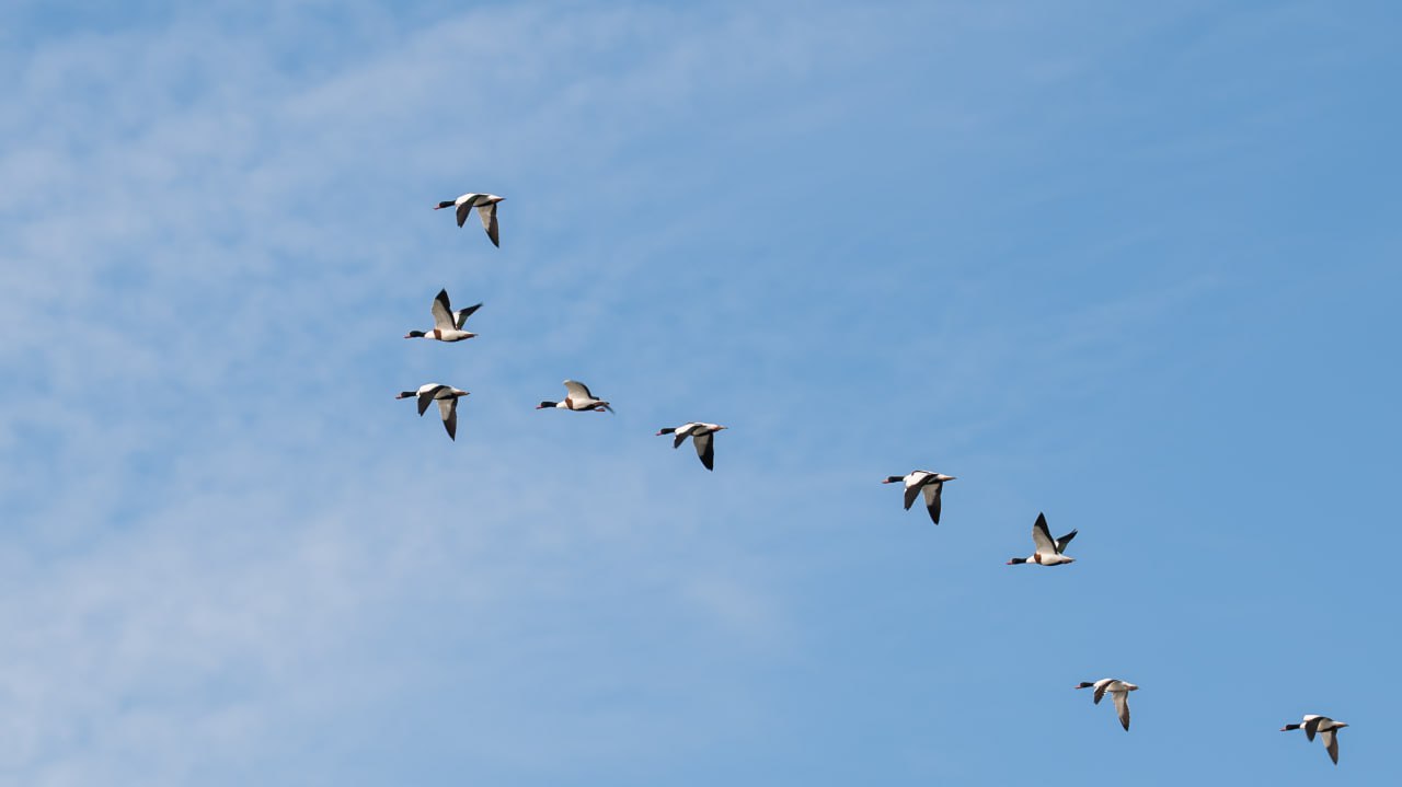 Фотографиями прелётных птиц над Херсонщиной поделился Владимир Сальдо Фотографиями прелётных птиц над Херсонщиной поделился Владимир Сальдо