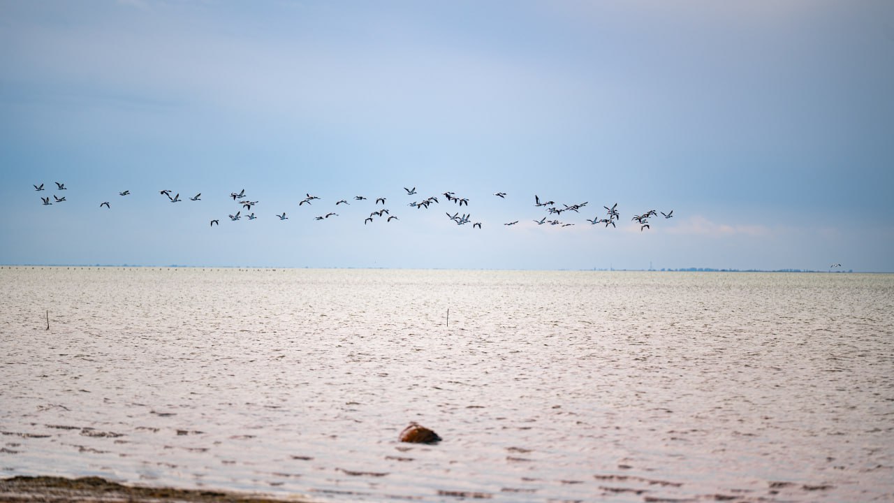 Фотографиями прелётных птиц над Херсонщиной поделился Владимир Сальдо Фотографиями прелётных птиц над Херсонщиной поделился Владимир Сальдо